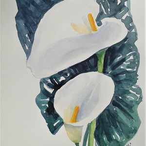 Calla bianca