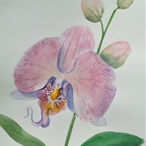 Orchidea rosa