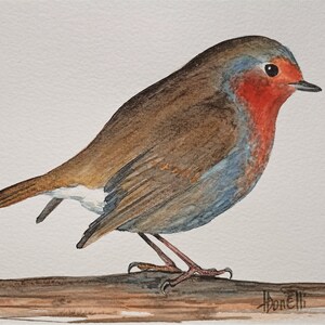 Pettirosso (Erithacus rubecula)