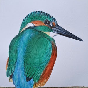 Martin pescatore (Alcedo atthis)