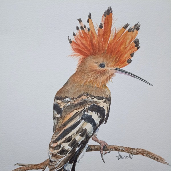 Hoopoe