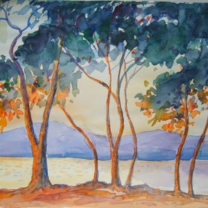 Pini marittimi al tramonto