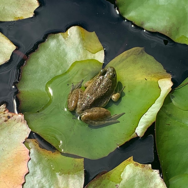 Frog on a Lily Pad Sunbathing