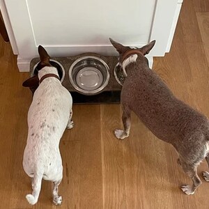 two small dogs using a tilted triple stand with middle bowl for water