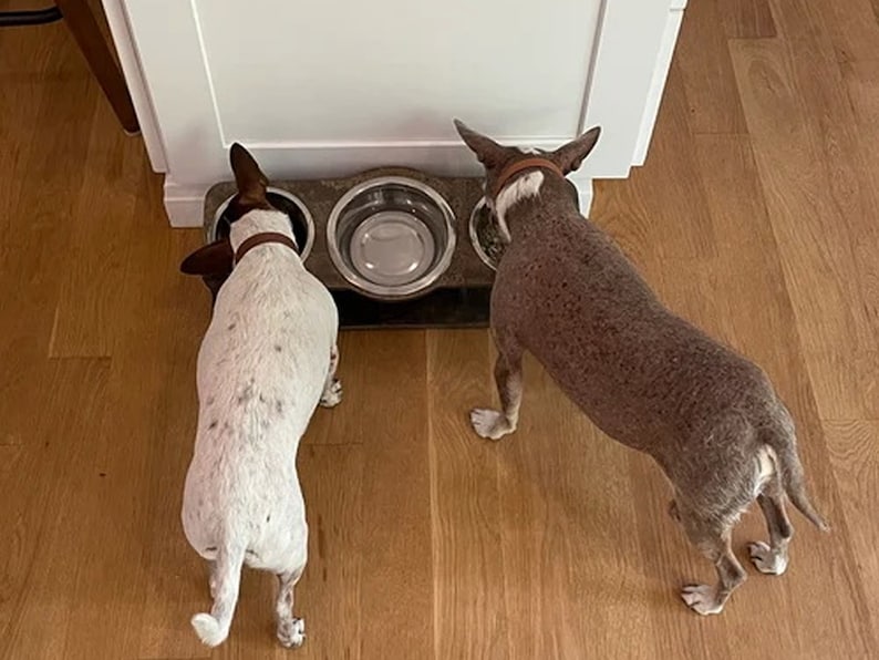 two small dogs using a tilted triple stand with middle bowl for water