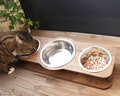 Tilted Cat & Small Dog Food Bowl Stand, Raised Feeding Station with 3 Bowls Cat Feeder, Elevated Triple Bowls 370ml/12.5oz and 800ml/27oz product logo