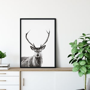 Deer Print v1, Forest Animal Wall Art, Stag Print, Deer Poster, Nursery Decor, Nature Photo, Portrait, Black & White, Deer Head, Antlers image 5