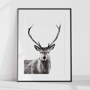 Deer Print v1, Forest Animal Wall Art, Stag Print, Deer Poster, Nursery Decor, Nature Photo, Portrait, Black & White, Deer Head, Antlers image 1