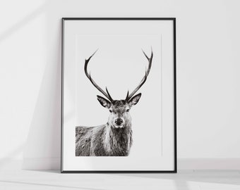Deer Print v1, Forest Animal Wall Art, Stag Print, Deer Poster, Nursery Decor, Nature Photo, Portrait, Black & White, Deer Head, Antlers