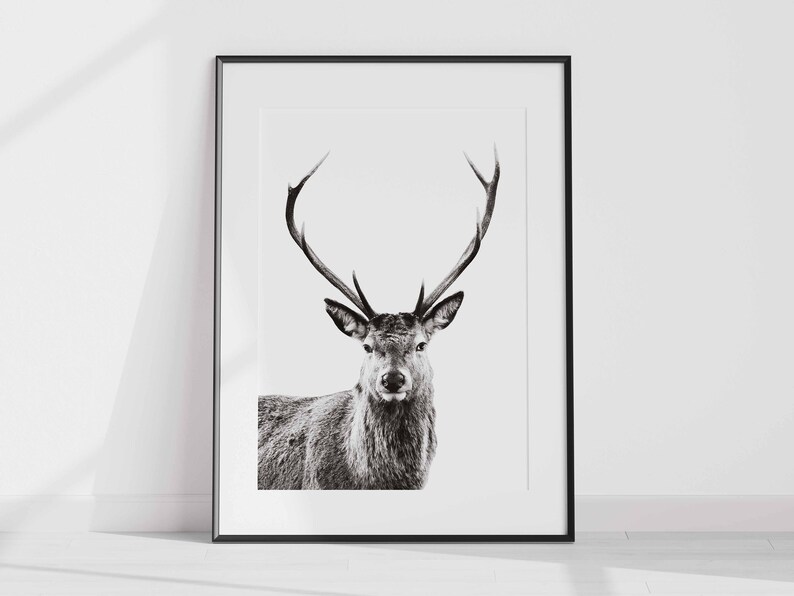 Deer Print v1, Forest Animal Wall Art, Stag Print, Deer Poster, Nursery Decor, Nature Photo, Portrait, Black & White, Deer Head, Antlers image 1