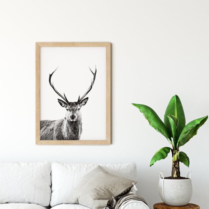 Deer Print v1, Forest Animal Wall Art, Stag Print, Deer Poster, Nursery Decor, Nature Photo, Portrait, Black & White, Deer Head, Antlers image 2