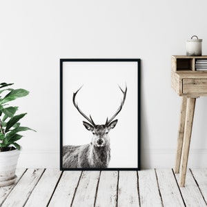 Deer Print v1, Forest Animal Wall Art, Stag Print, Deer Poster, Nursery Decor, Nature Photo, Portrait, Black & White, Deer Head, Antlers image 4