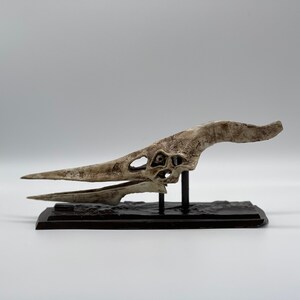 pteranodon bones