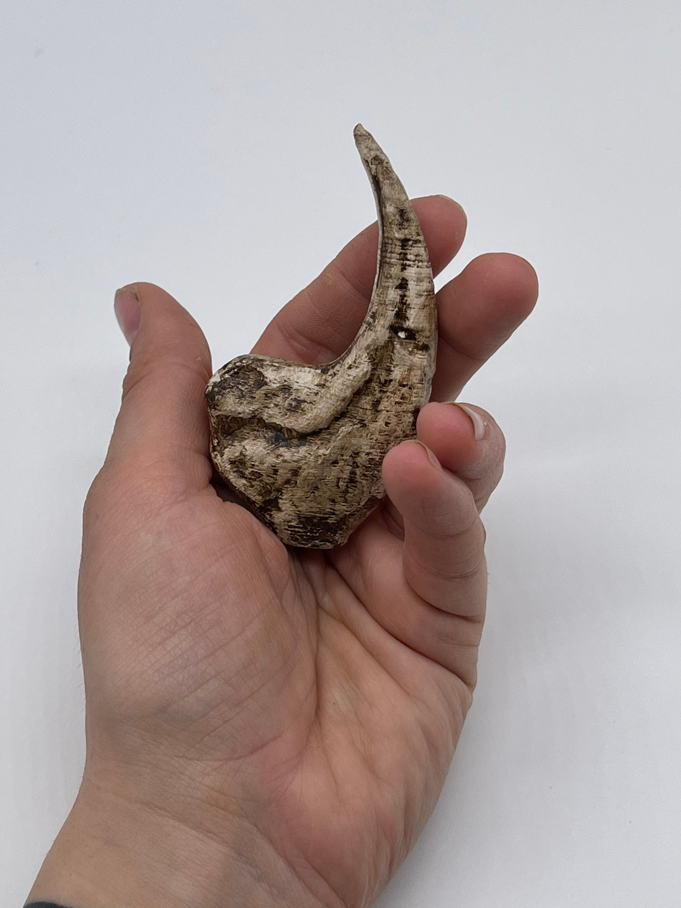 Allosaurus Dinosaurier Kralle Replik Dino Claw | Etsy
