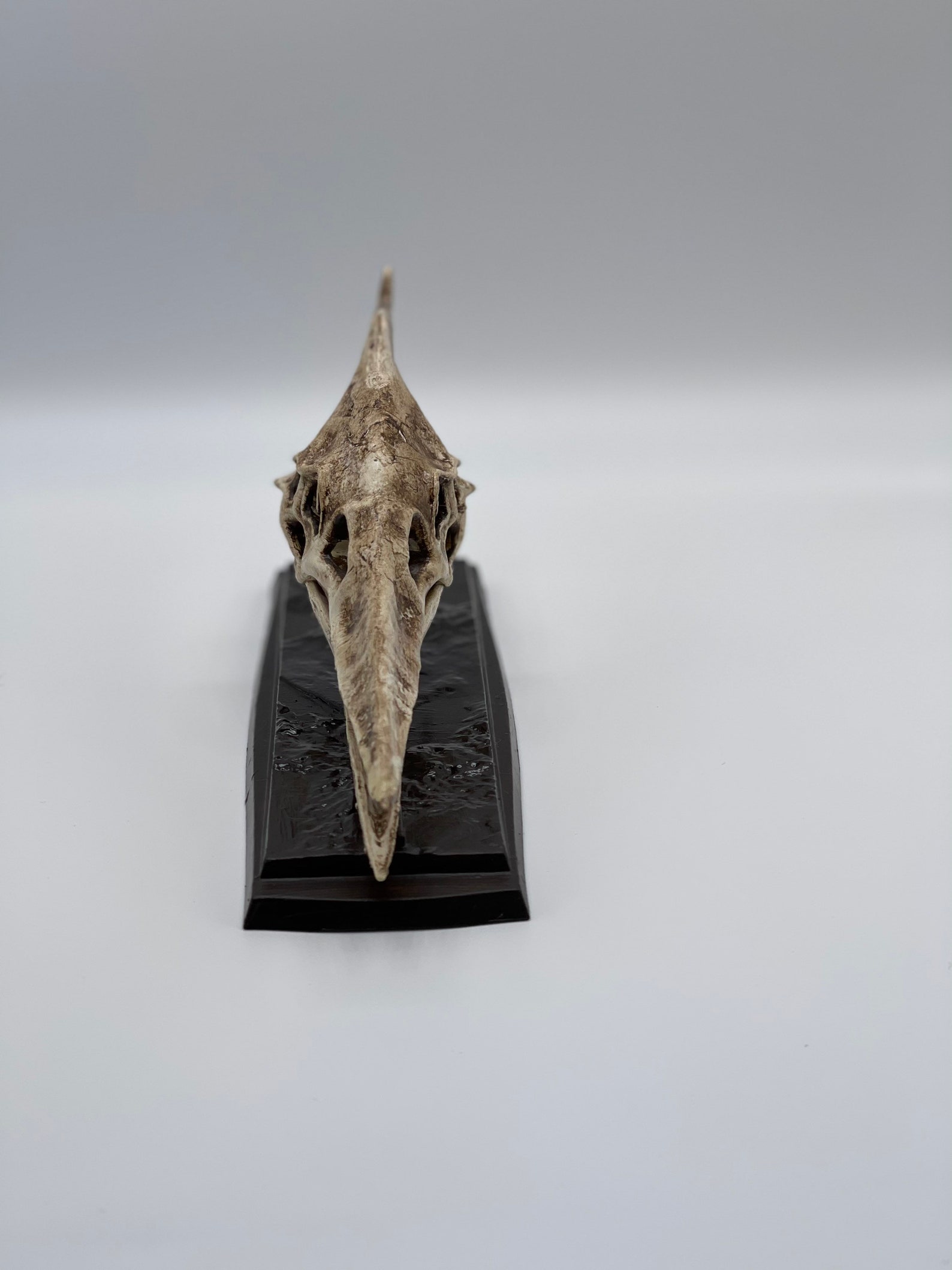 pteranodon bones