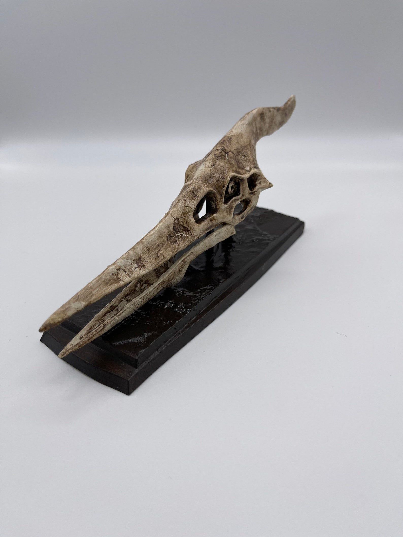 pteranodon bones