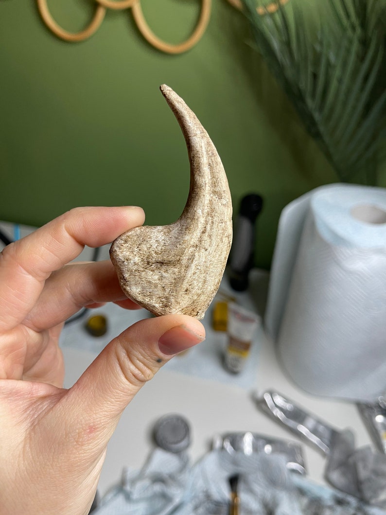 Dinosaur Fossil replicas Dinosaur Bone replicas Dino Bones Dino Claw Dinosaur Claw Replica UK
