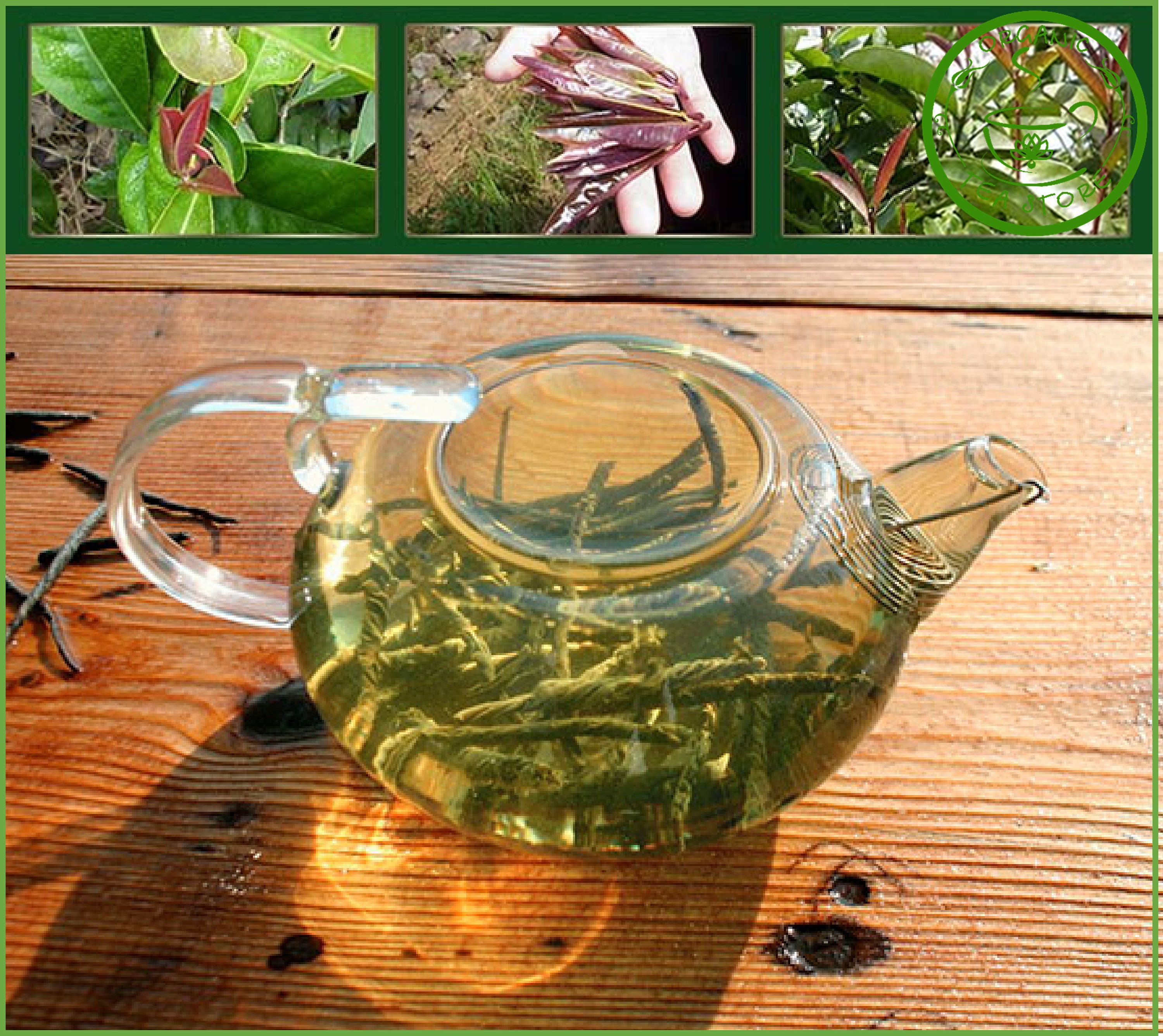 Chinese Kuding Tea 2022/23, Organic Real Kuding, Organic China Best