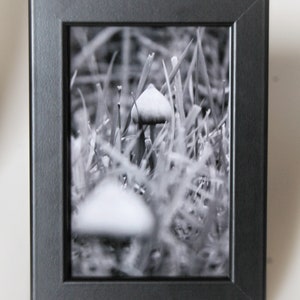May include: A black and white photograph of a mushroom growing in a field of tall grass.
