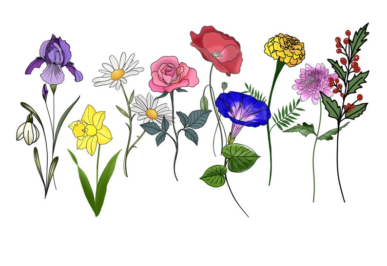 May include: A collection of colorful floral illustrations on a white background. The image features a variety of flowers, including irises, daisies, roses, poppies, morning glories, marigolds, chrysanthemums, and berries. Each flower is depicted with detailed line art and vibrant colors.