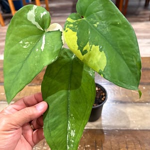 May include: A variegated Philodendron plant featuring three distinct heart-shaped leaves. The foliage displays a mix of deep green, creamy white, and bright yellow variegation patterns. The plant is potted in a small black container with visible soil.