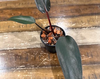 indoor plant pot with stand Rattan Indoor Plant Stand, Small, Natural