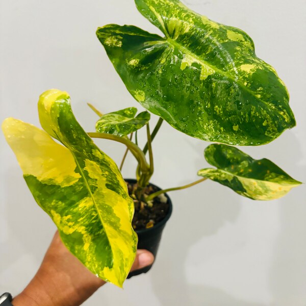 Philodendron Variegated Burle Marx