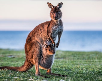 Kangaroo Decor Etsy