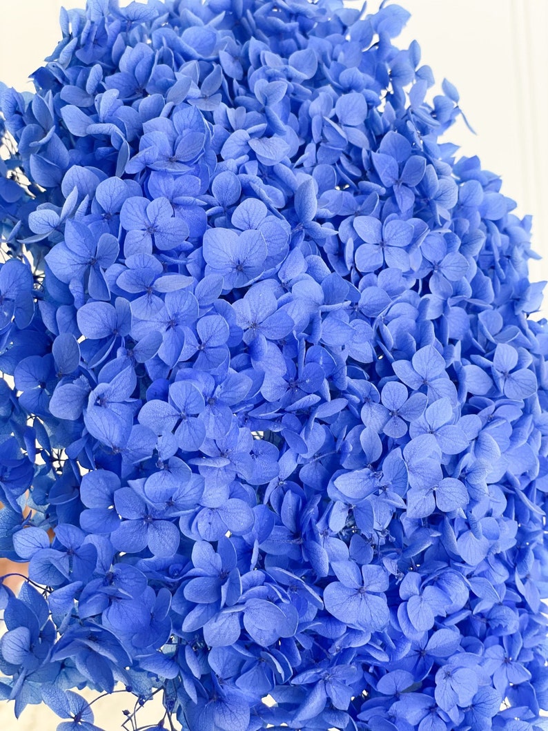 Preserved Hydrangea ROYAL BLUE Dried Flowers Flower Etsy
