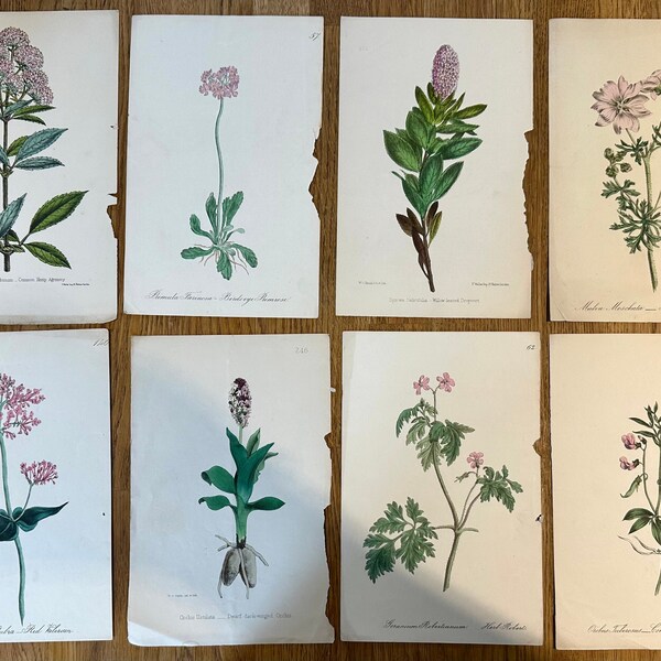 Original Botanitcal Prints Botanical Prints - Etsy