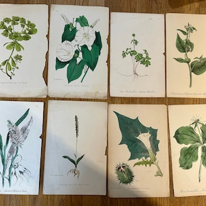 IMPRESSÕES BOTÂNICAS ANTIGAS Páginas de um livro antigo original l Flores, folhas, botânica, plantas, natureza l Cada uma com aproximadamente 23 x 15 cm l Preço por página