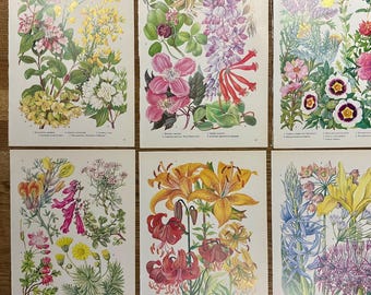Láminas botánicas de flores de los años 50, páginas de botánica vintage (juego de 6)