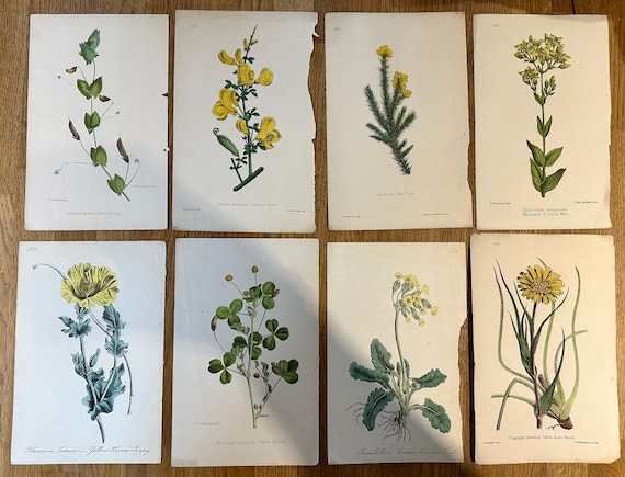 その他 Etrarium 1st ANNIVERSARY ART BOOK PLANT Garden Flower Book, Vintage Botanical Book, 1989, Alpine