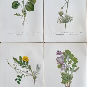 ANTIKE BOTANISCHE DRUCKE l Seiten eines alten Buches l Floral Botanik Pflanzen Natur l Stück ~ 17 cm x 12 cm l Preis für 4 Seiten l A13
