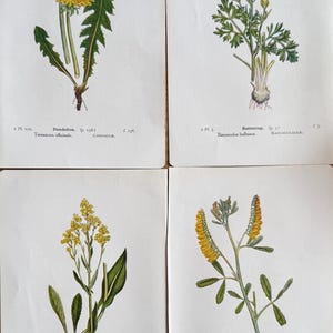 ANTIKE BOTANISCHE DRUCKE l Seiten eines alten Buches l Floral Botanik Pflanzen Natur l Stück ~ 17 cm x 12 cm l Preis für 4 Seiten l A14