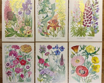 Láminas botánicas de flores de los años 50, páginas de botánica vintage (juego de 6)