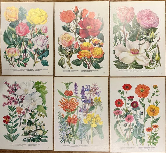 ヴィンテージ植物図鑑 1950年代のオリジナル書籍からのページ｜花、葉