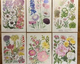 Láminas botánicas de flores de los años 50, páginas de botánica vintage (juego de 6)