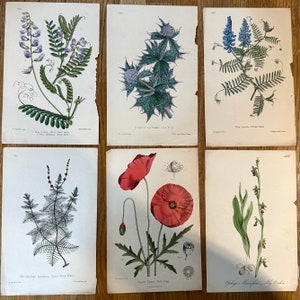 ANTIQUE BOTANICAL PRINTS Pages from an Original Antique Book l Flowers, Leaves, Botany, Plants, Nature l Each Approx 9”x 6” l Price per Page