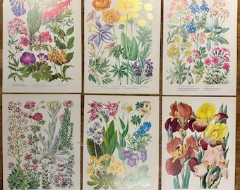 Láminas botánicas de flores de los años 50, páginas de botánica vintage (juego de 6)