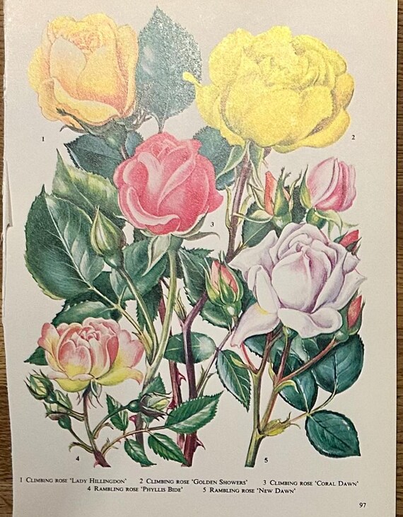 ヴィンテージ植物図鑑 1950年代のオリジナル書籍からのページ｜花、葉