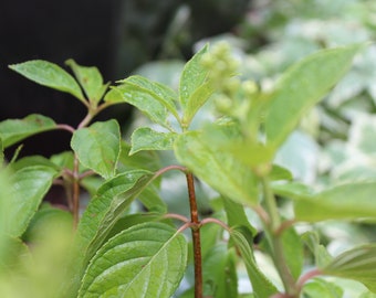 May include: Close-up of a green plant with red stems and leaves. The plant is in focus, while the background is blurred.