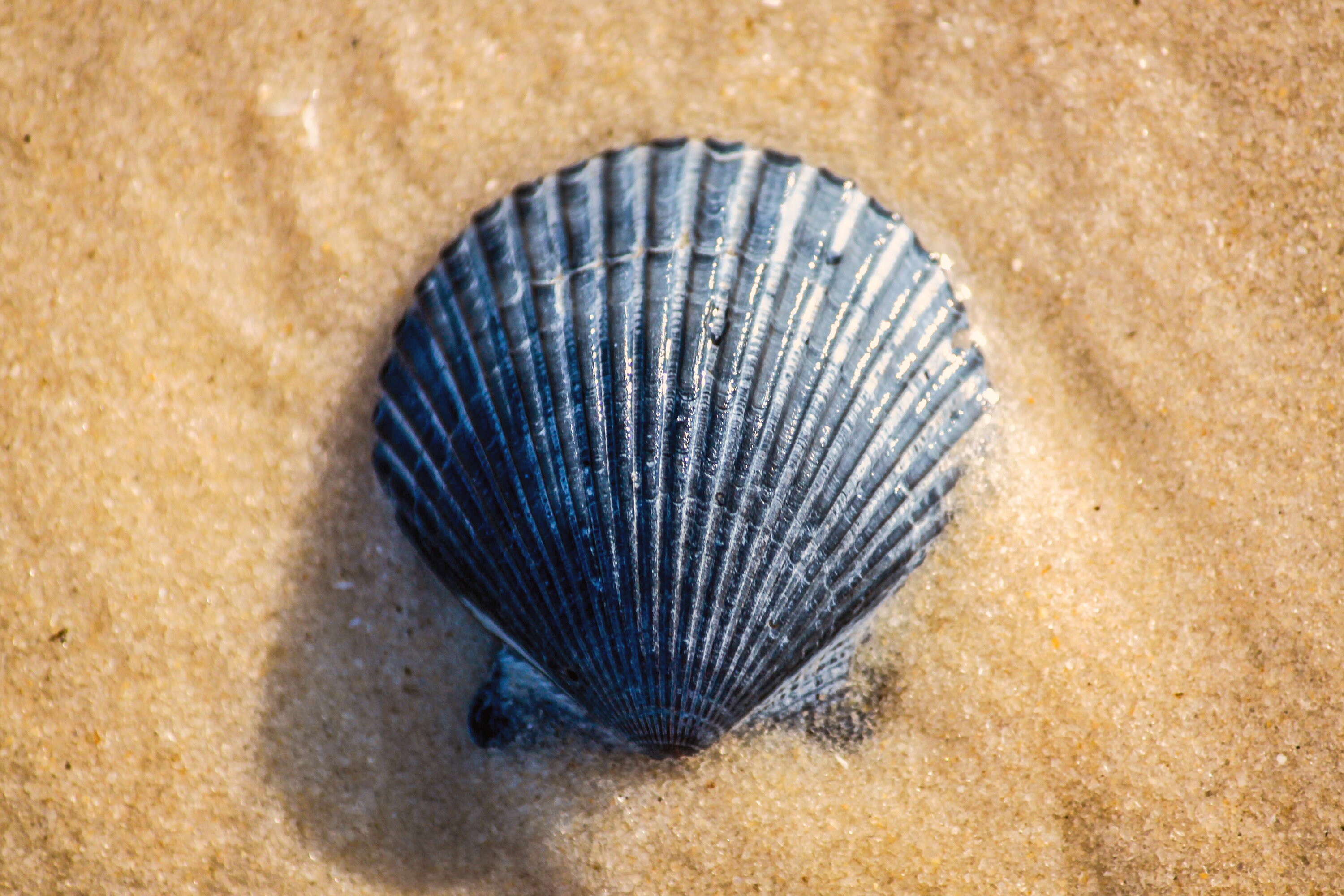 Perfect Gray Seashell in the Sand Etsy