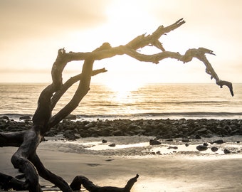 Sunrise on Driftwood Beach Digital Printable Download