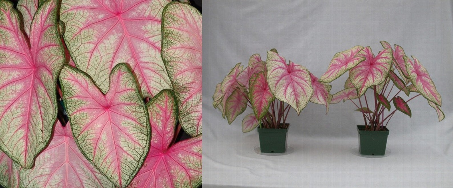2 Bulbs Caladium Summer Pink Size 2 Plant Bulb PreOrder Etsy