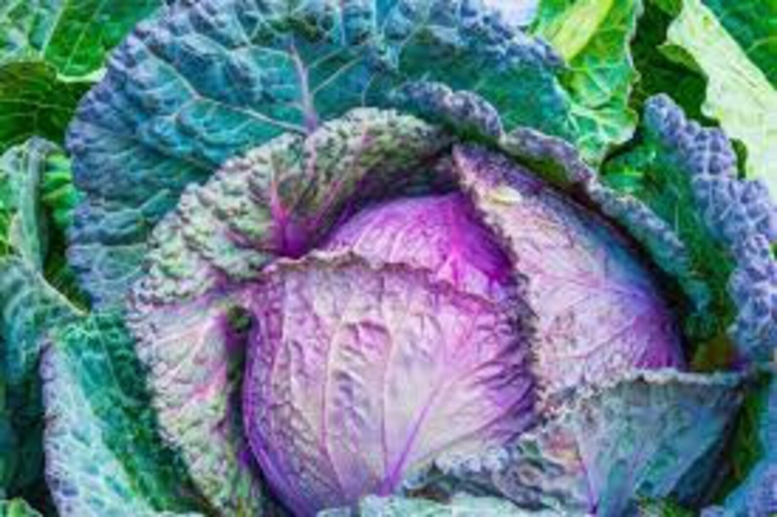 1 gram Cabbage Red Acre for planting NONGMO Fresh seed Etsy