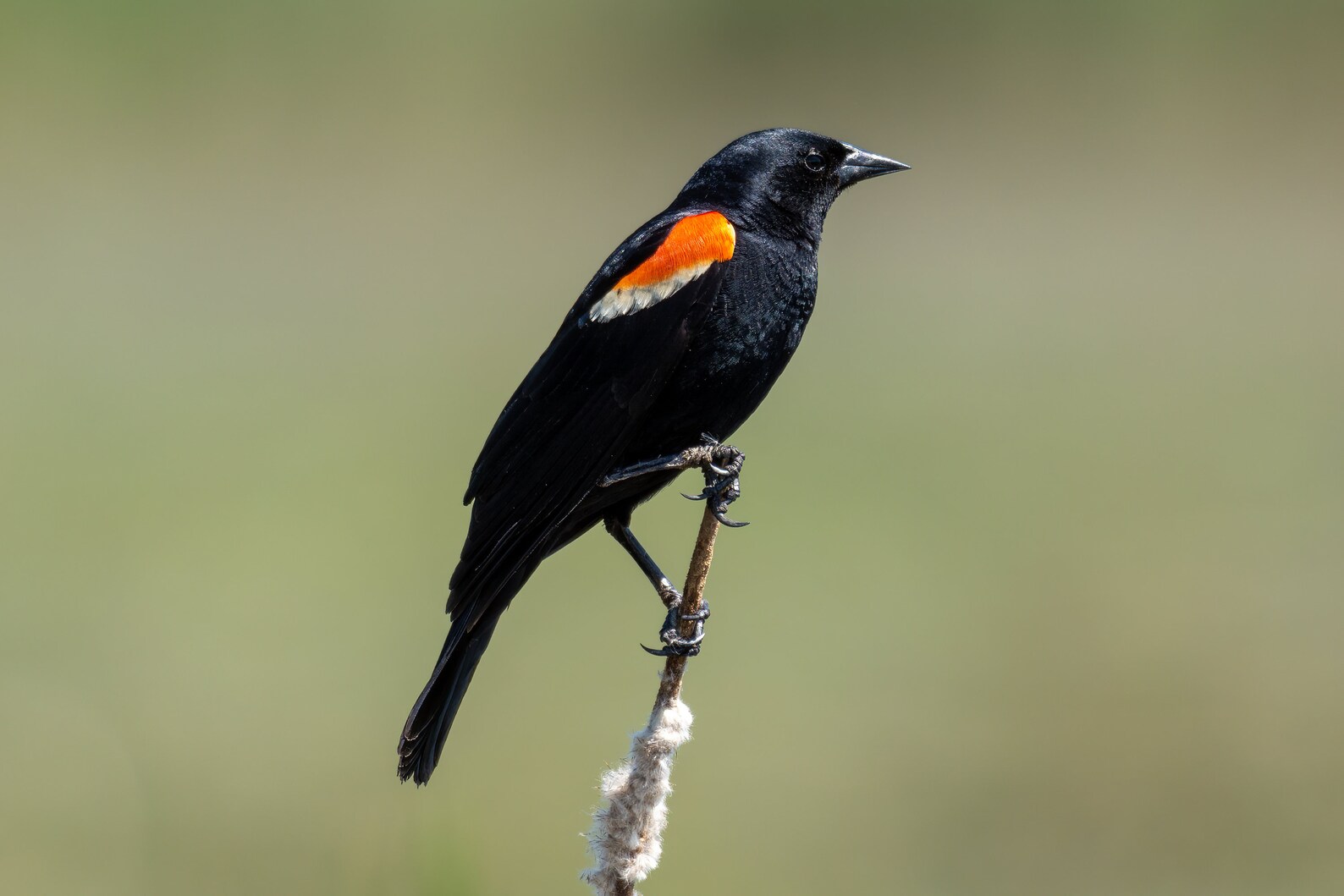 Red-winged Blackbird Perched on a Cattail Canvas Print - Etsy