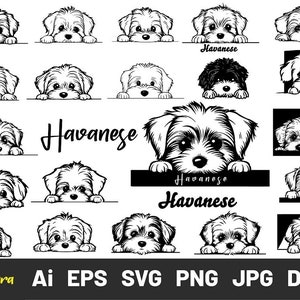 Jetant un coup d'oeil à un chiot bichon havanais Svg, clipart bichon havanais, tête bicolore, chien pattes race animal de compagnie svg, fichiers de découpe chien pour Cricut, svg chien furtivement,