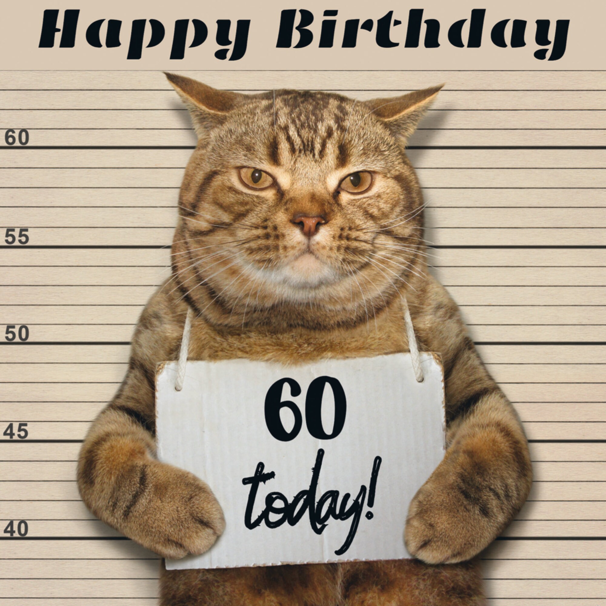 Funny Birthday Cat Gif 11 - 9r54qn0