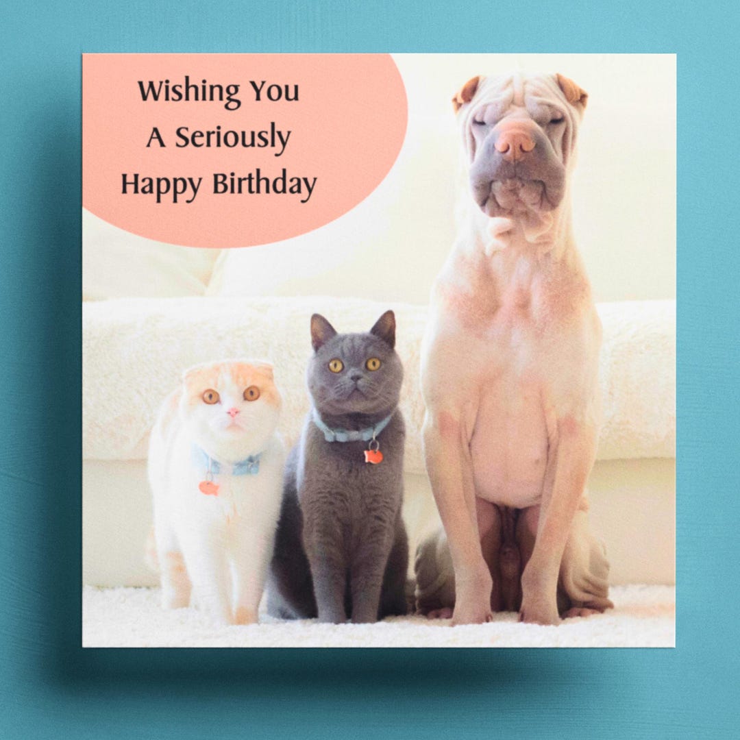 dog and cat happy birthday Images High Quality Grahic Funny Cats and Dog Birthday Card, Funny Cat Greeting Card, Humorous Cat ...